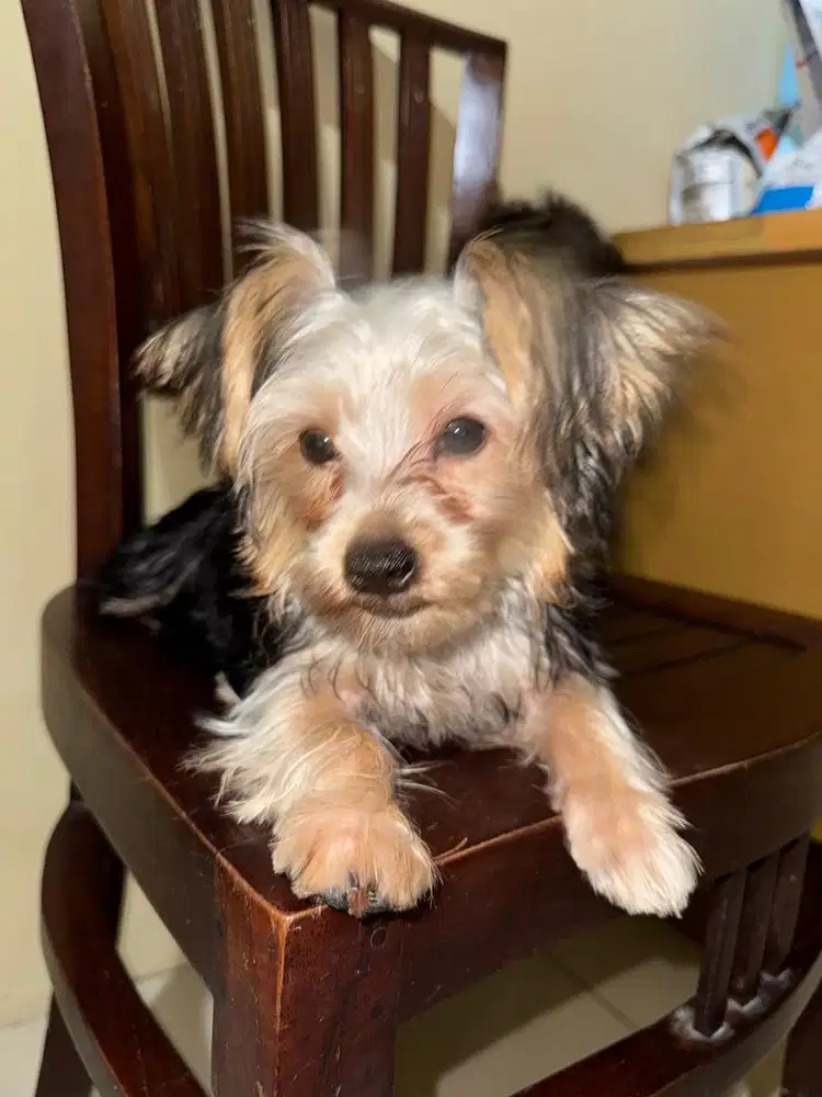 yorkshire terrier puppy