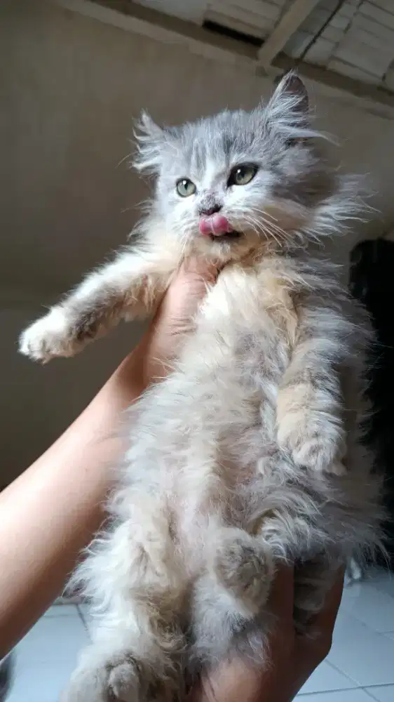 Betina 2.5 bulan longhair