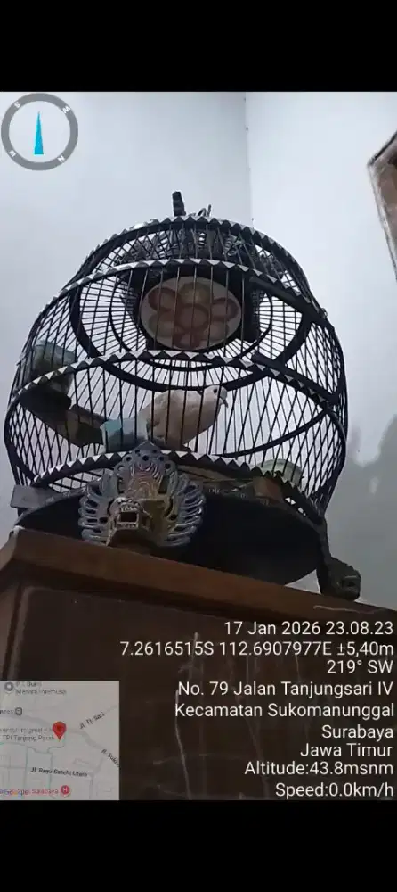 Puter pelung betina menagis