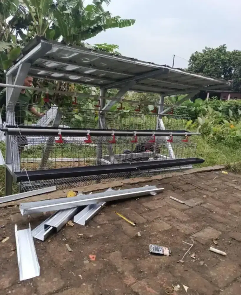 Kandang ayam elektrik ayam petelur