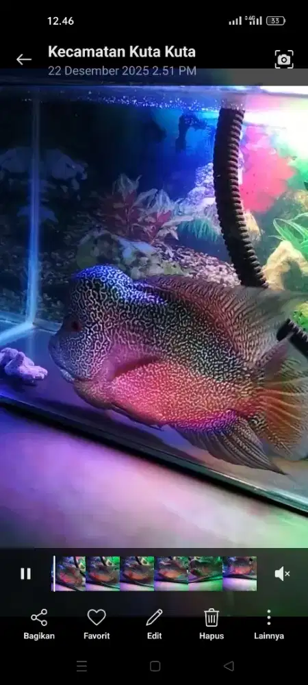 Jual ikan louhan jenong full mutiara