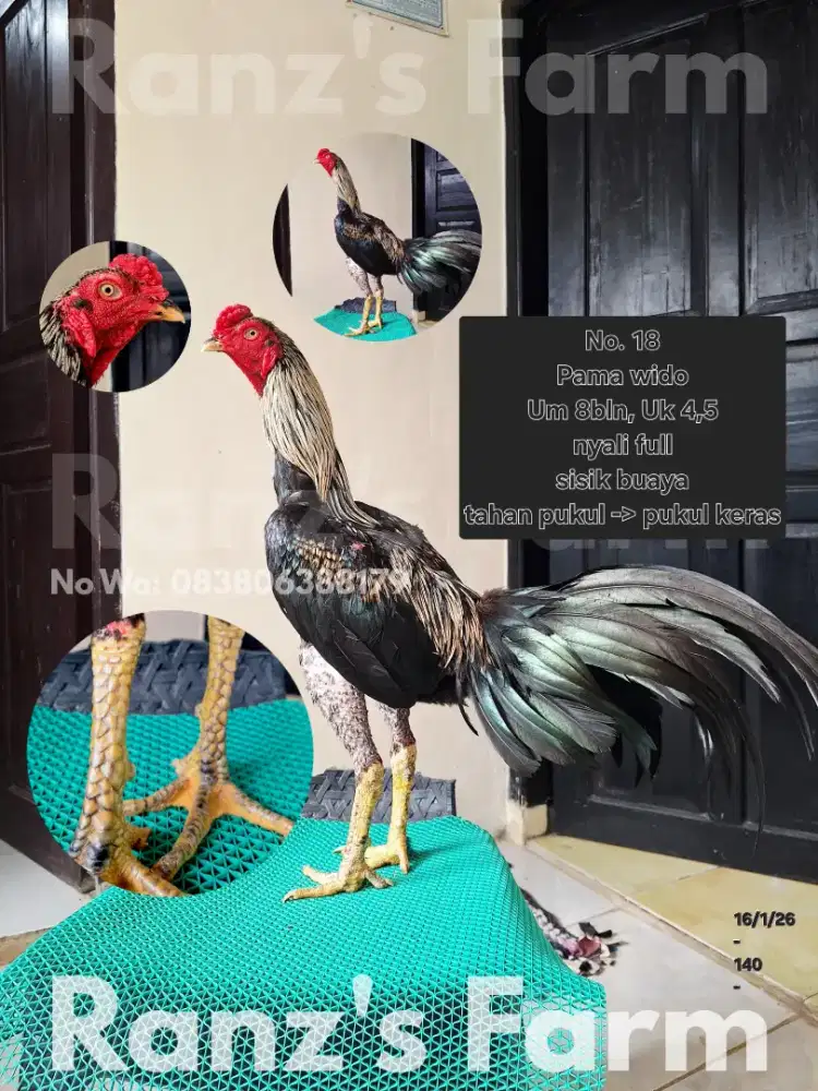 Ayam bangkok Pama wido