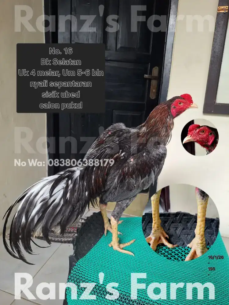 Ayam bangkok selatan