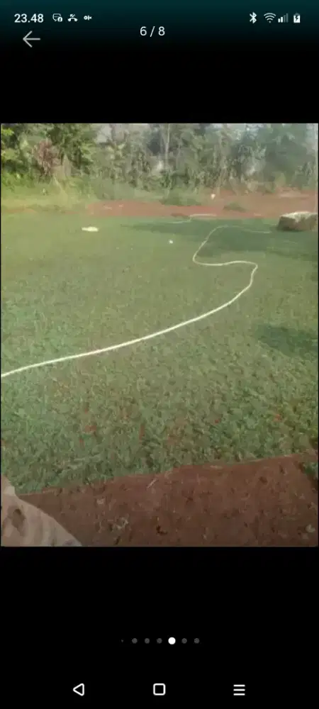 Rumput gajah mini dll