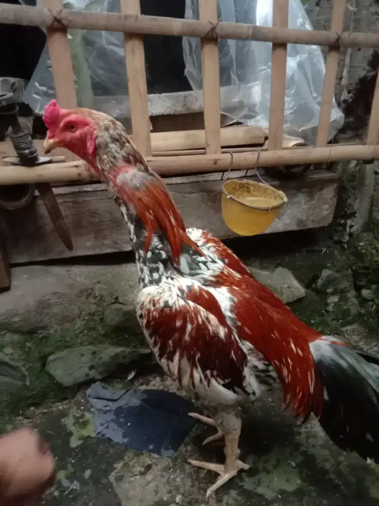 Jual BK Mangon,Umur 8 Bln,ukuran 4,Mental Baja.fidio ada