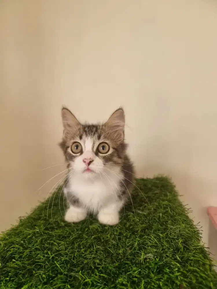 Kitten Munchkin Jantan Longhair 2,5 bulan.