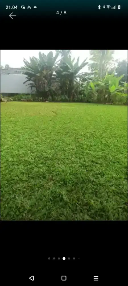 Rumput gajah mini dll