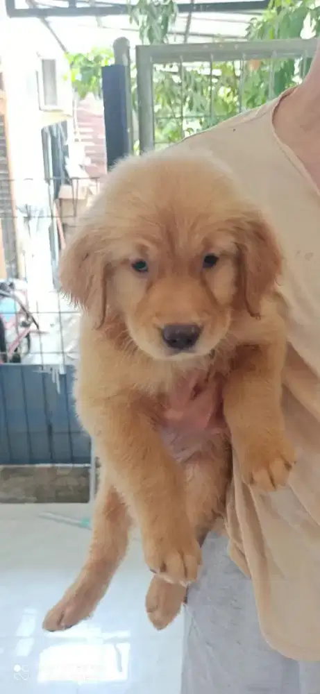 PUPPY GOLDEN RETRIEVER STAMBUM VAKSIN