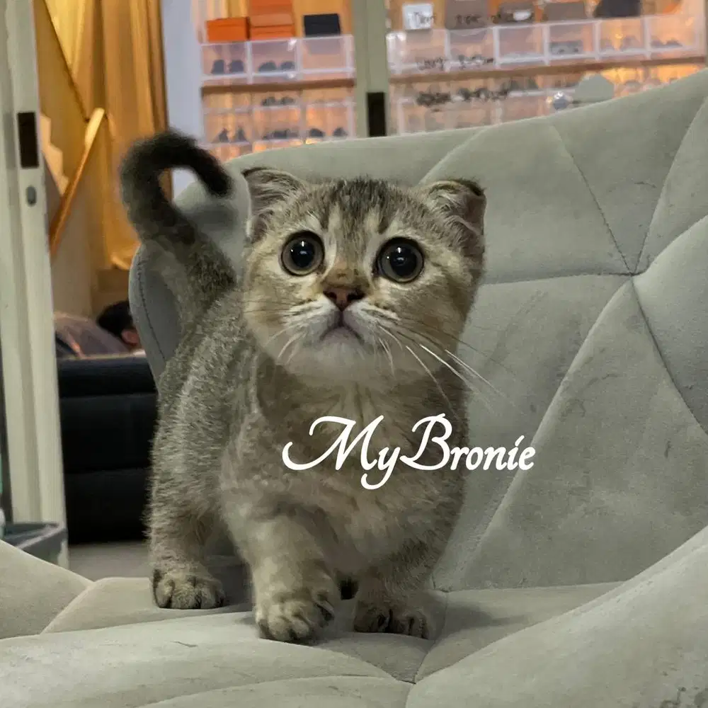 Kucing munchkin scottish fold gaelic betina