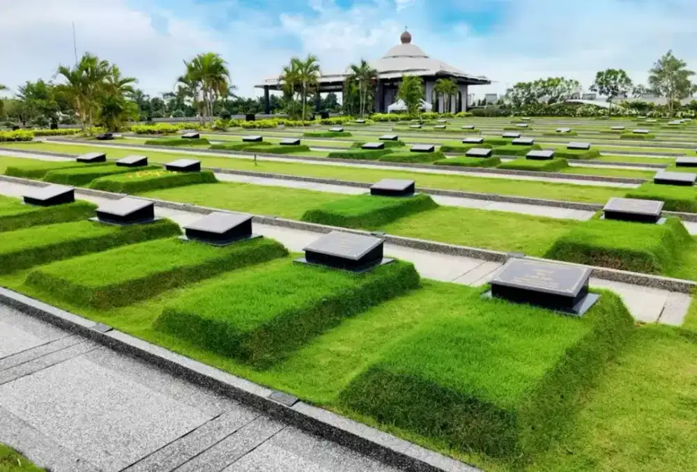 Bibit rumput jepang / rumput makam kuburan