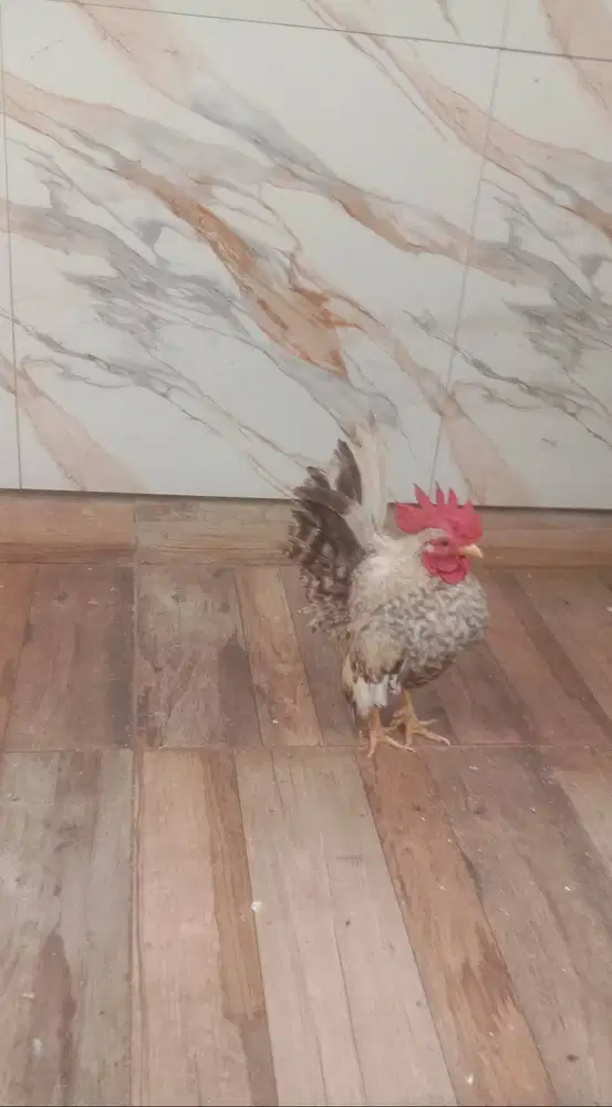 Ayam hias jago serama