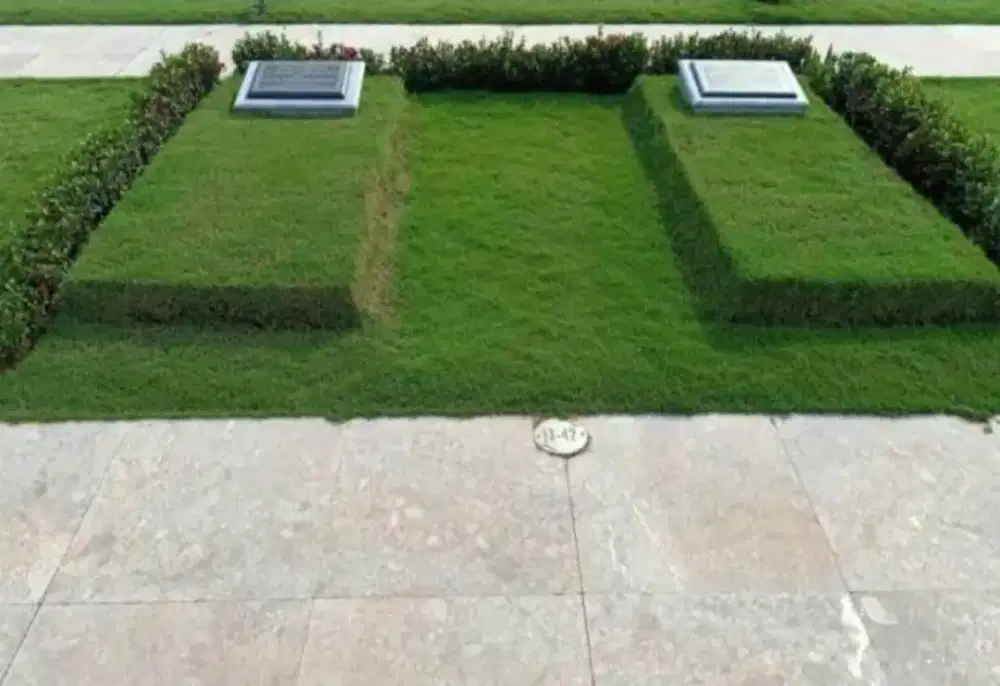 Jual rumput jepang / rumput makam / rumput kuburan