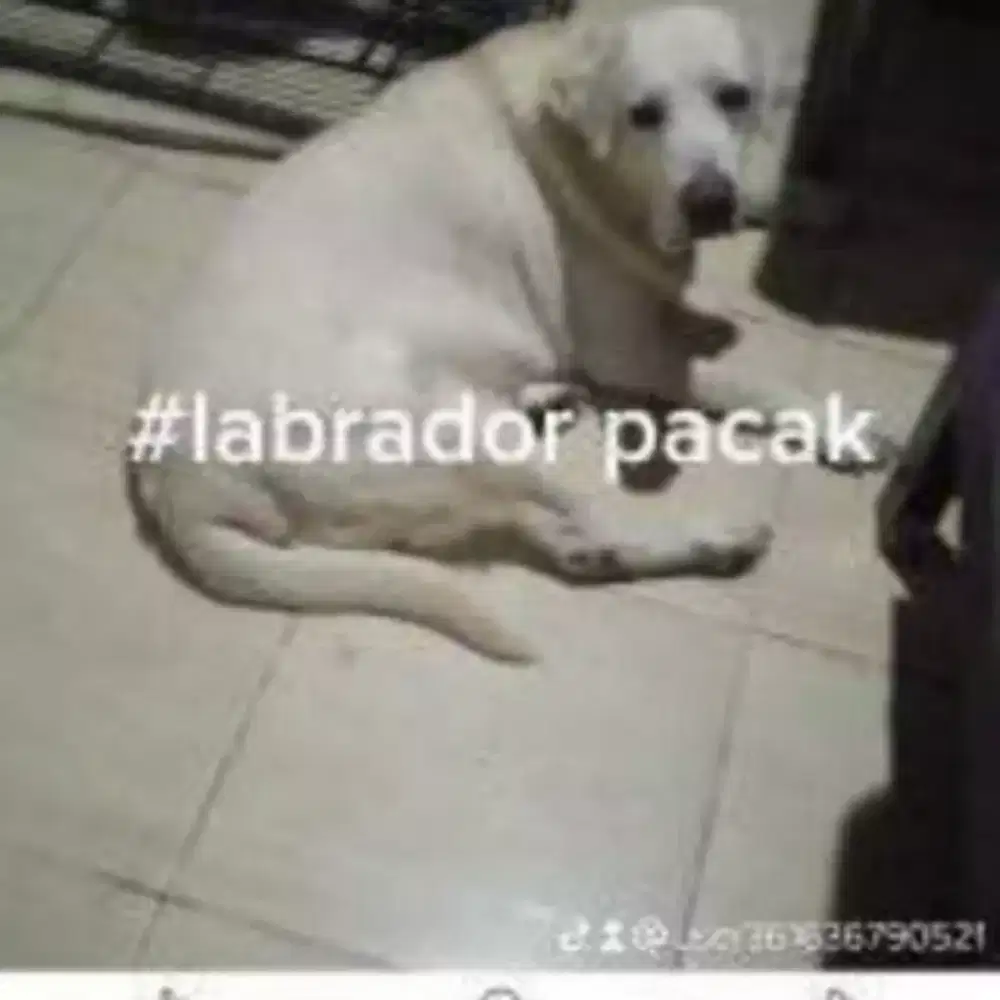 Anjing labrador jantan