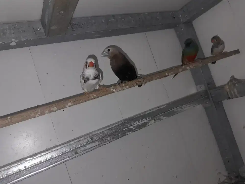 Jual borongan murah 4 ekor  Emprit