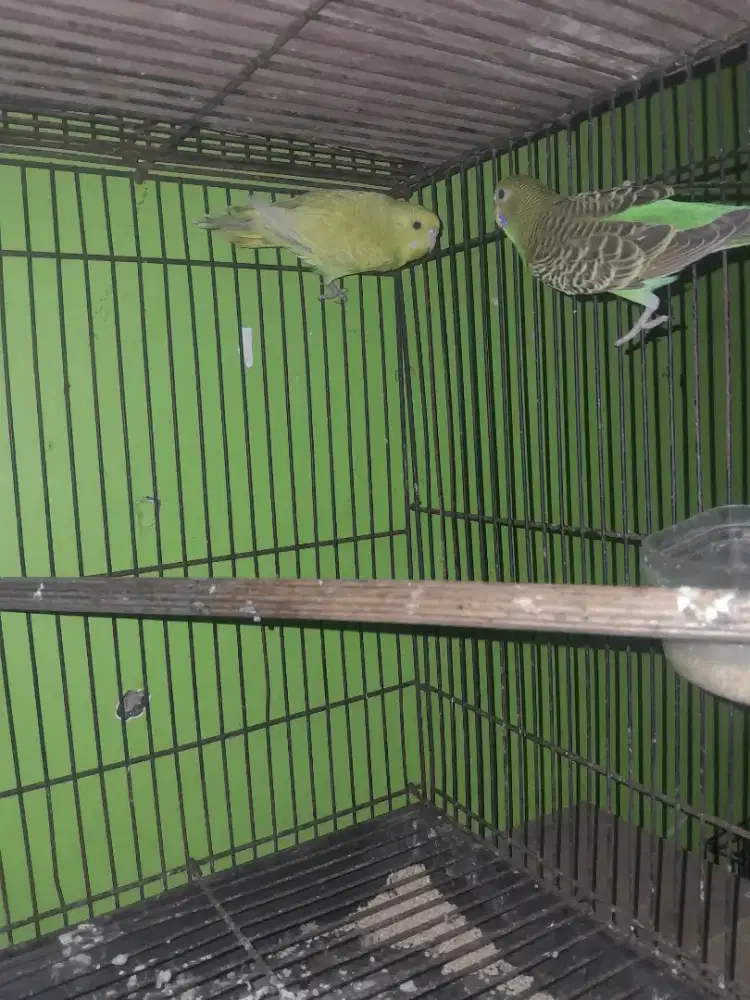 Parkit 1 pasang muda