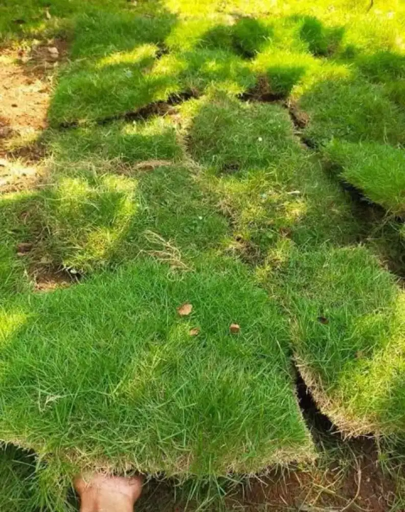 Jual rumput jepang termurah