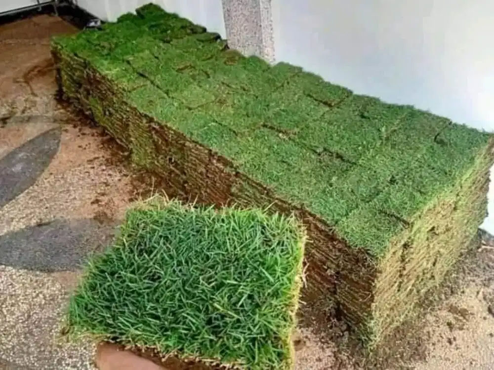 Jual tanaman rumput jepang / peking murah