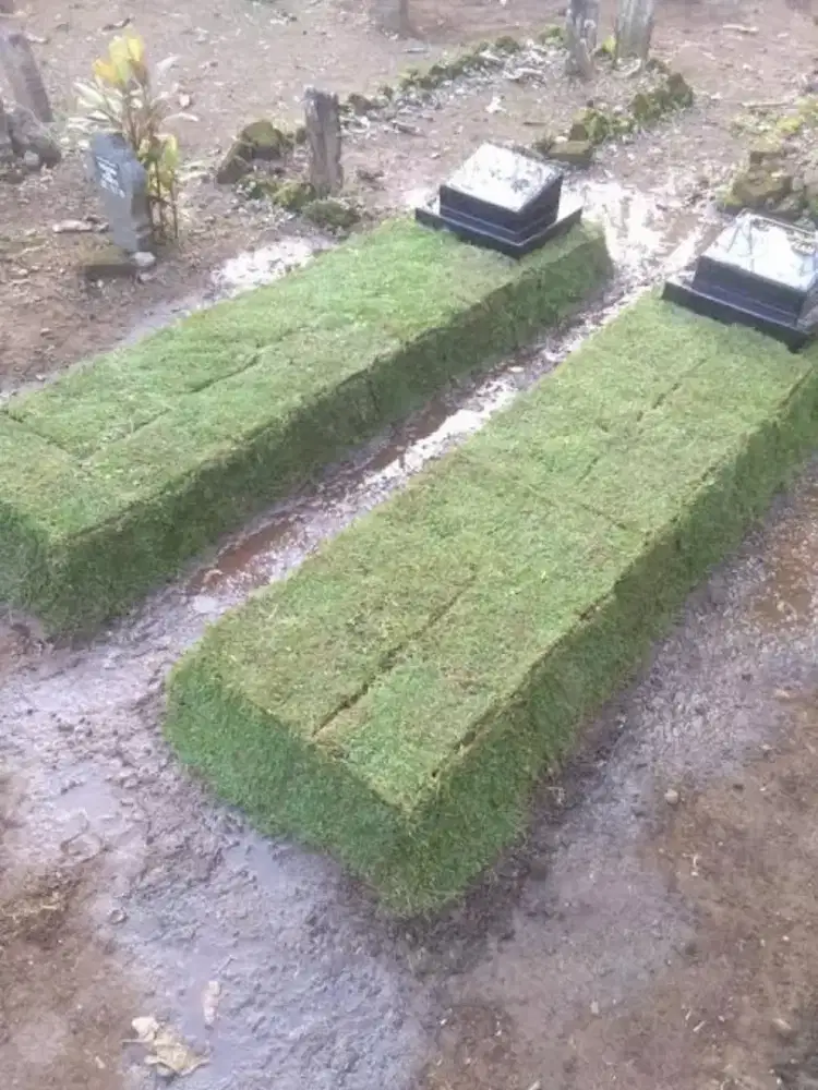 Jual bibit rumput jepang / rumput kuburan