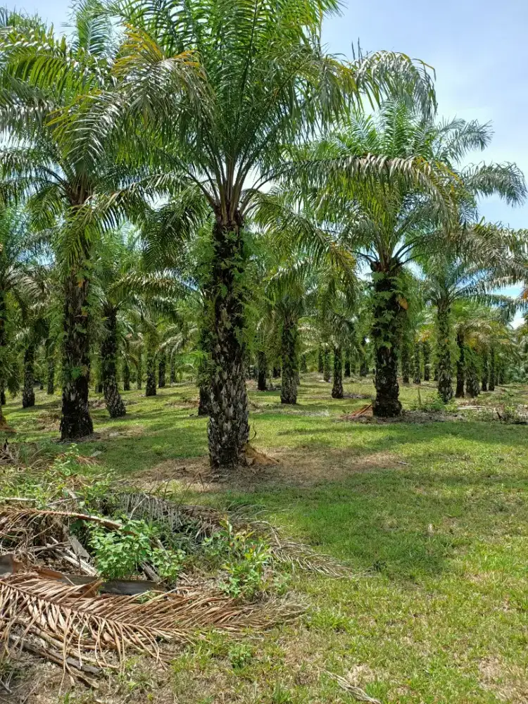 Bismillahirrahmanirrahim di jual kebun sawit 11,5 hektar