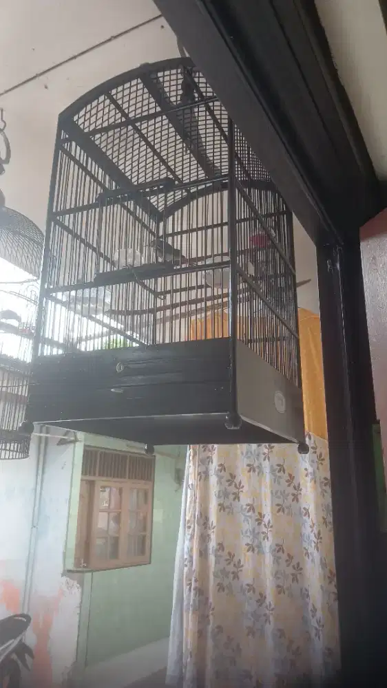Burung cucak kombo