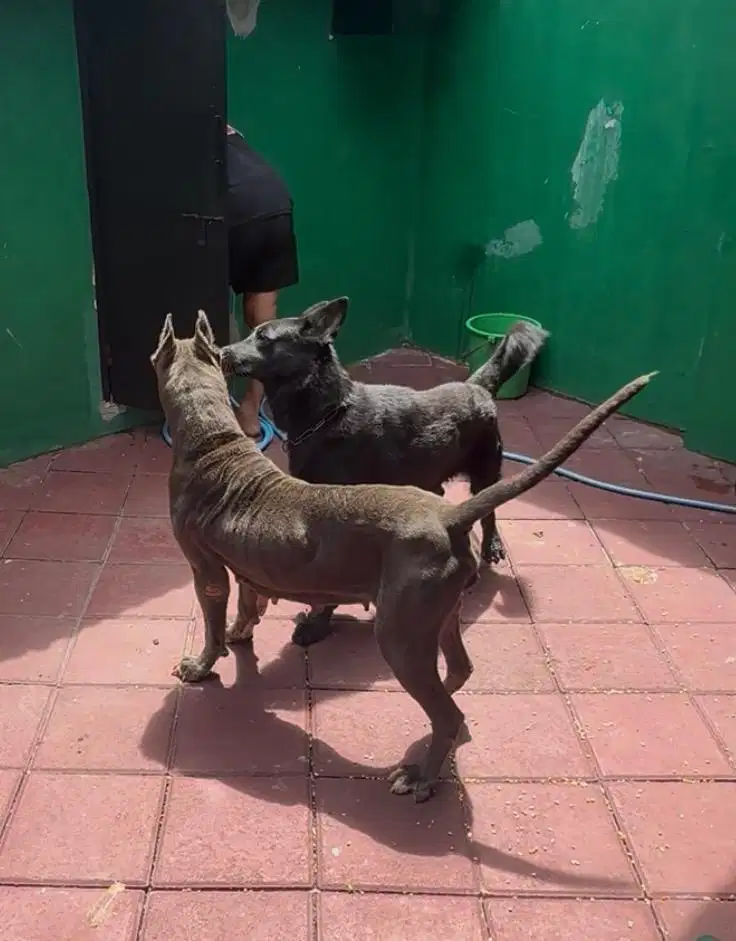 anjing ras cane corso betina warna blue