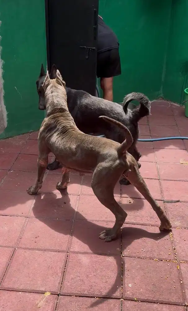 jual anjing herder / gsd / german shepherd dog warna hitam jantan