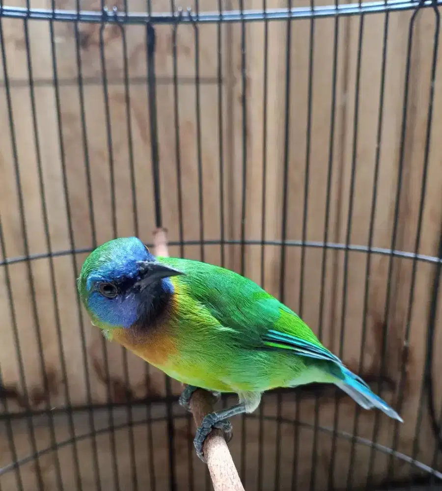 Cucakinoi jantan mulus