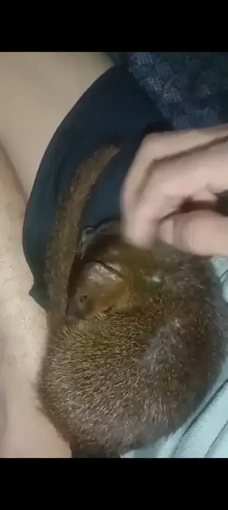 Garangan jawa jitot usia 2 bulan