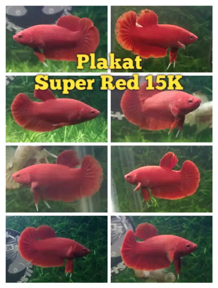 Cupang Betta fish premium terjangkau