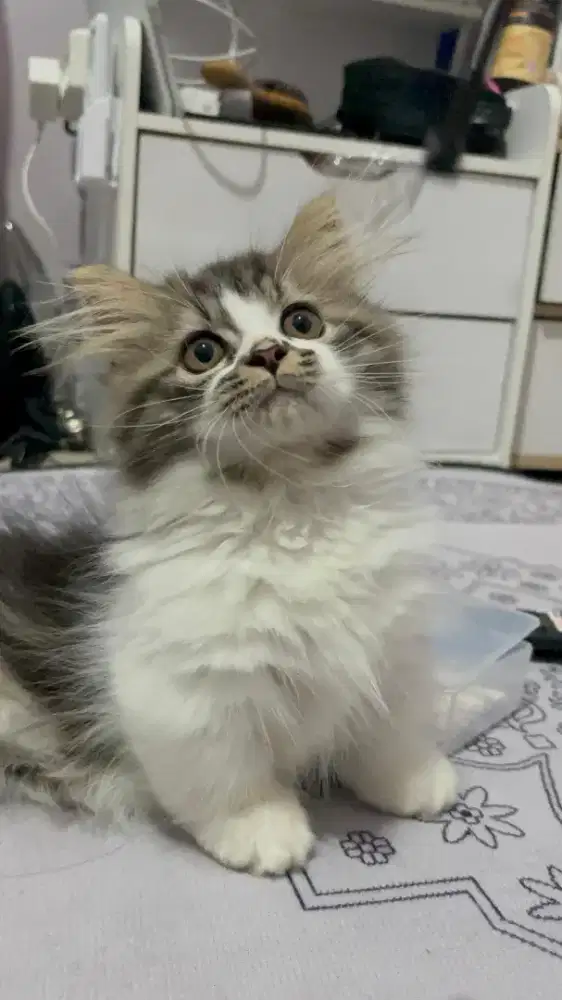 KITTEN MUNCHKIN LONGHAIR JANTAN 3 BULAN