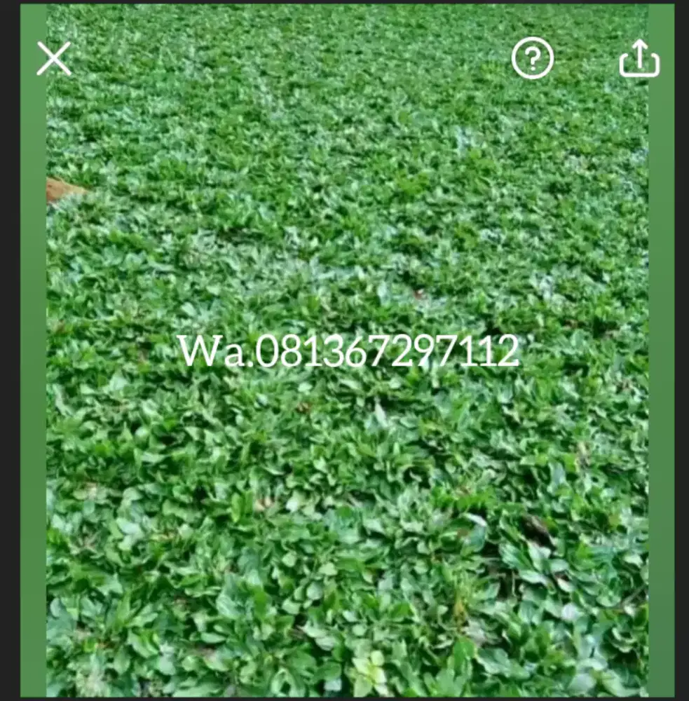 Jual rumput hias gajah mini