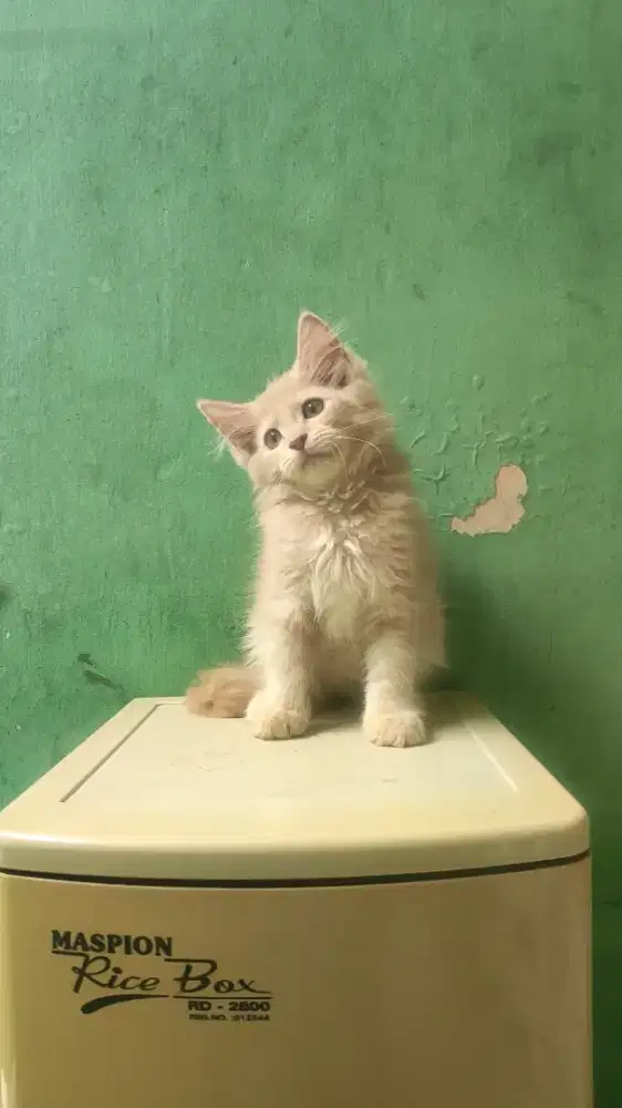Kitten Mainecoon