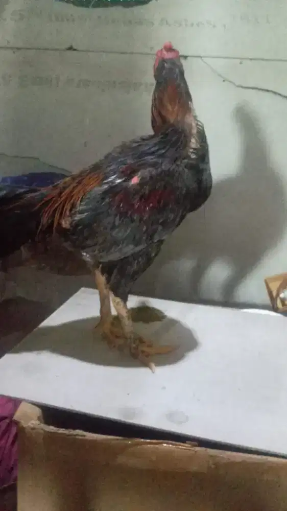 Ayam bangkok jual