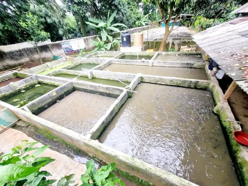 Tanah kosong ex budidaya ikan di purwakarta jabar LT.845m SHM msk mobil