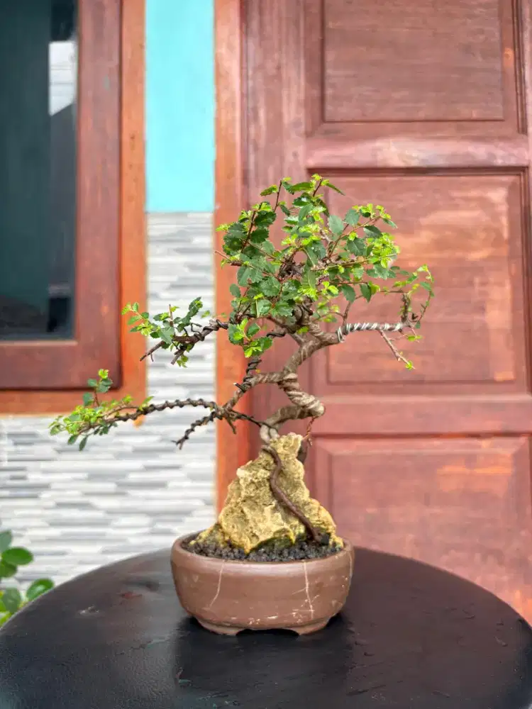 Bonsai Ulmus Micro (On The Rock)