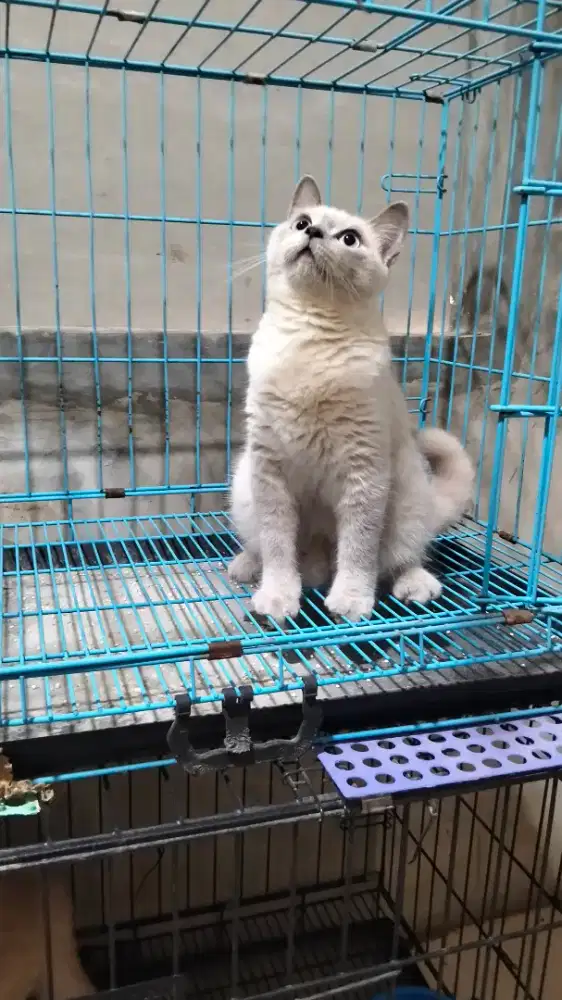 BSH British Short Hair Blue Point Betina