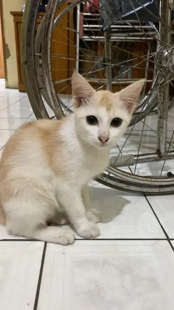 Adopter Anabul Kucing