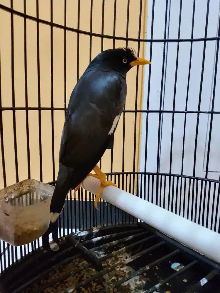 jabo sangat gacor cerewet