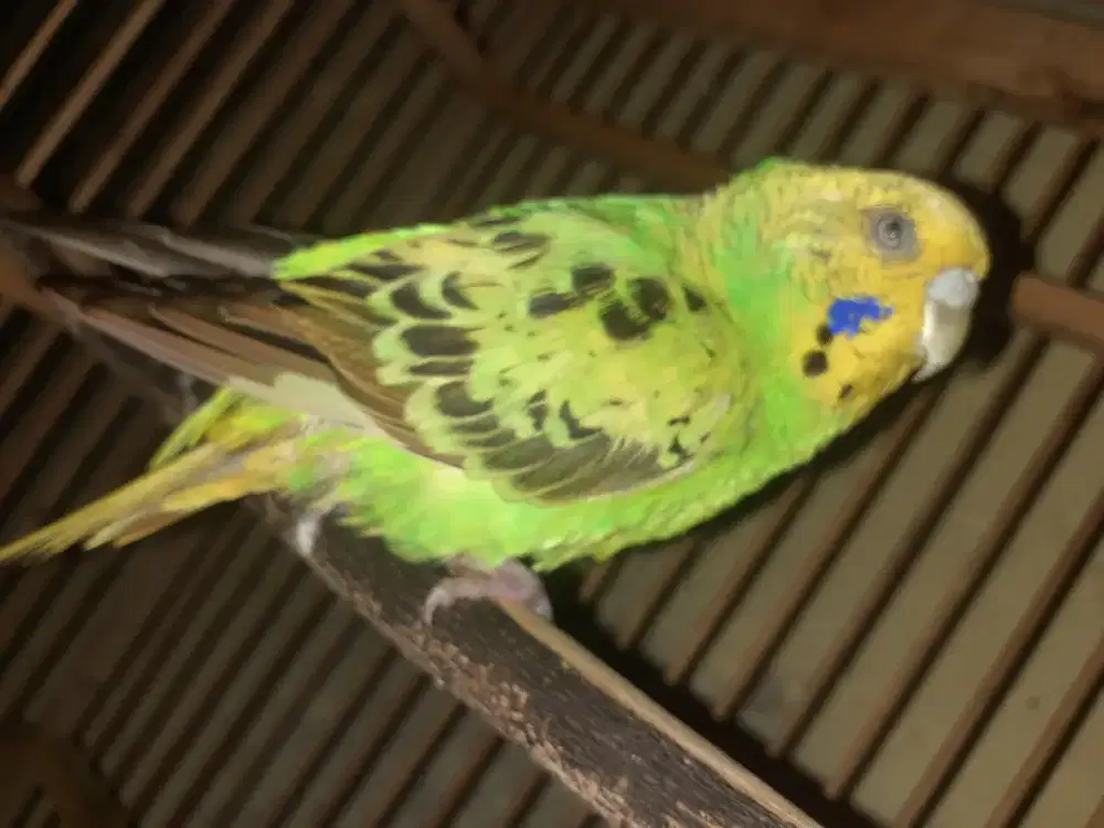 JUAL BURUNG LOVEBIRD & PARKIT AUSTRALIA