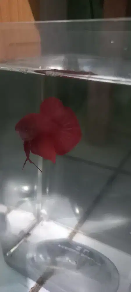 Ikan cupang Giant + tempat