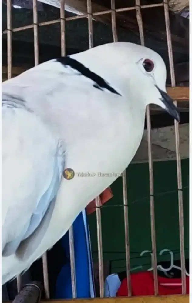 Puter peluung dewasa