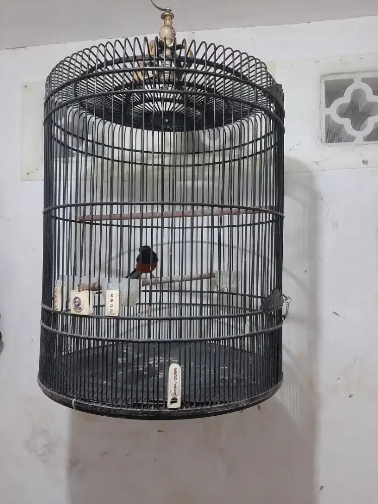 JUAL BURUNG MURAI MEDAN GACOR