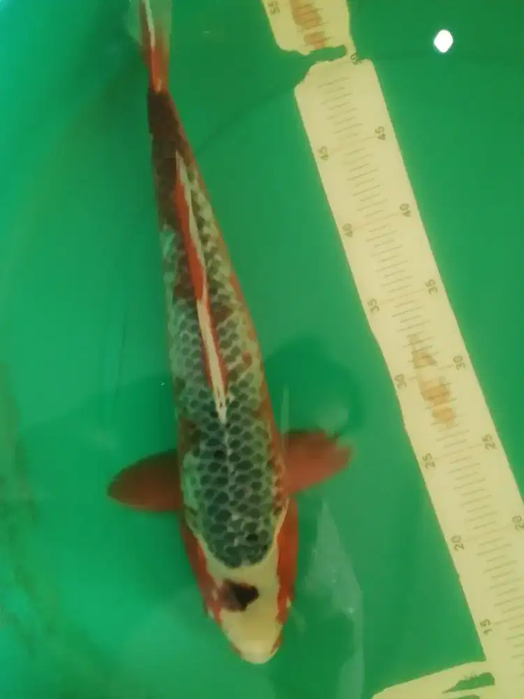 Ikan koi jenis Asagi 42cm bagus