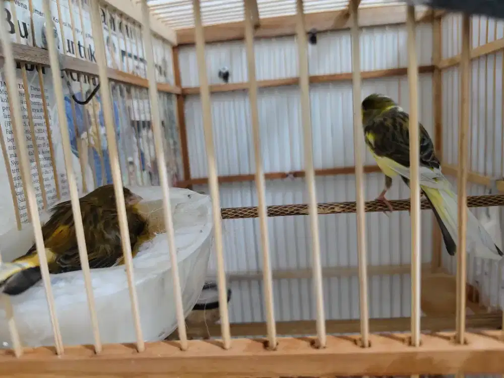 Kenari jodohan f1 hybrid x lokal nelor