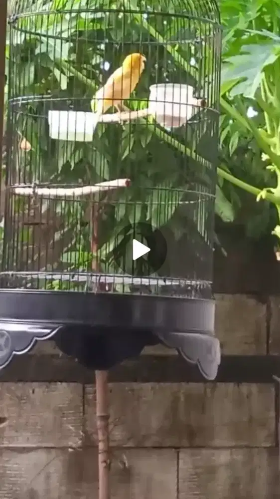 Gacor fulset tanpa kerodong,area gunung anyar,vidio ada di wa