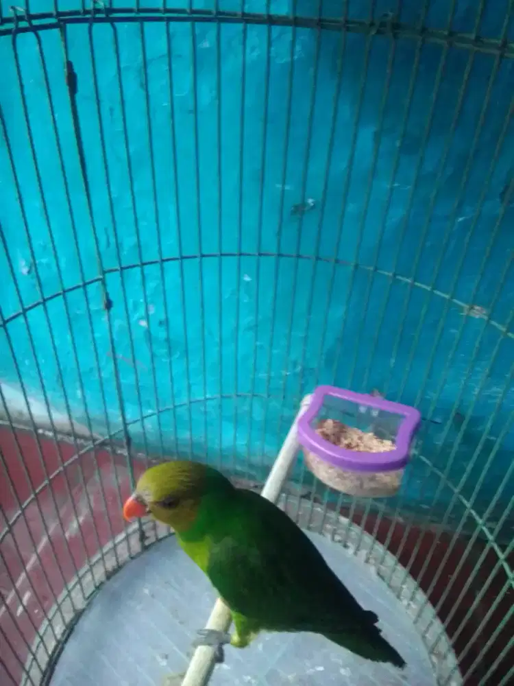 Lovebird panjang gede cocok untuk masteran 1 juta fulset