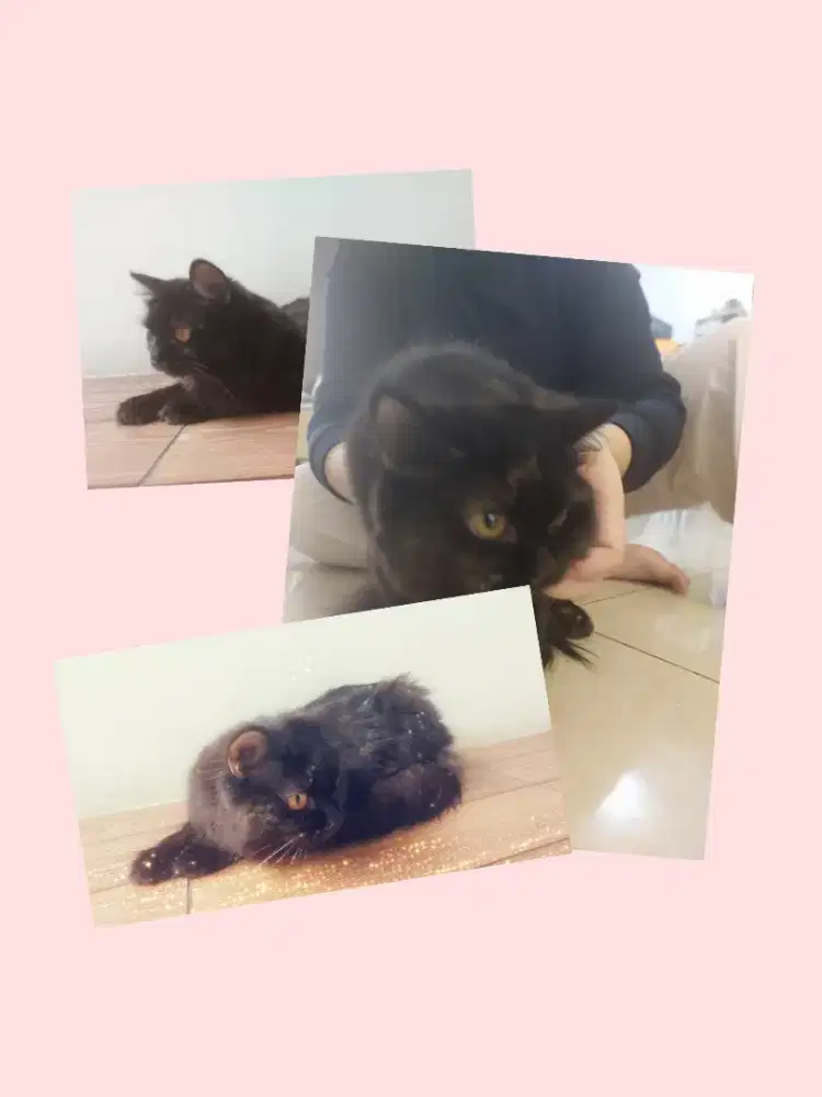 Adopsi kucing persia