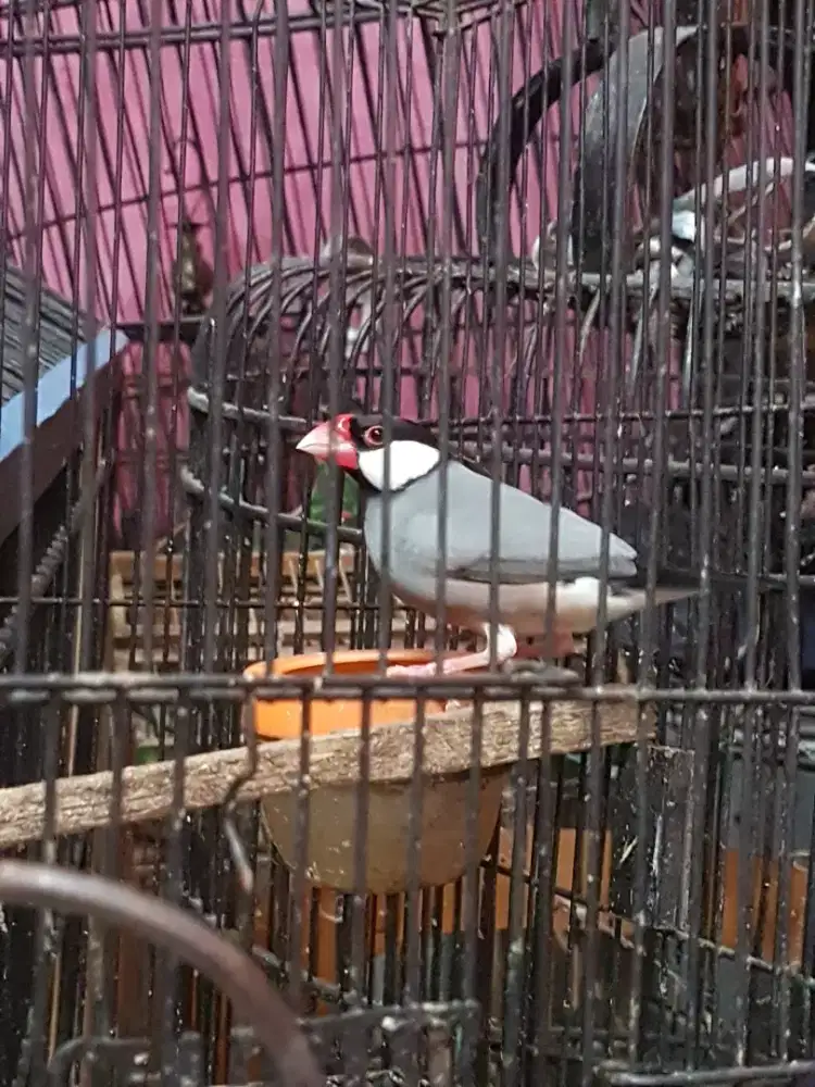 Glatik paruh merah burung milet