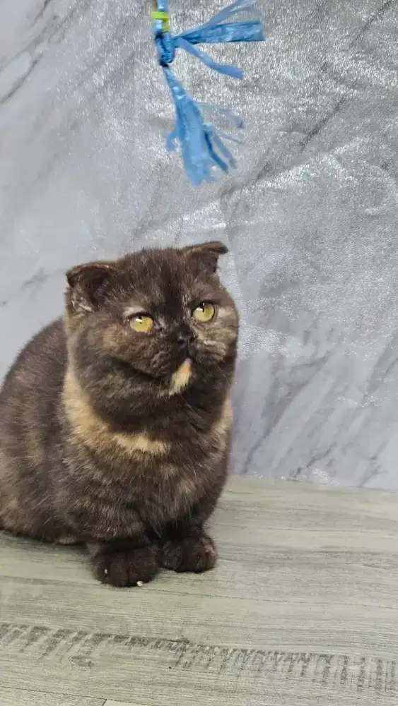 Kucing Gaelic Betina (munchkin fold) cebol