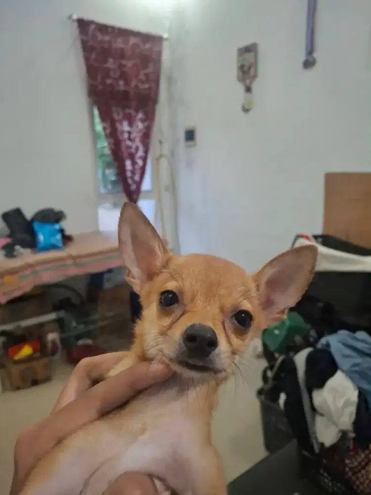Anjing cihuahua mini